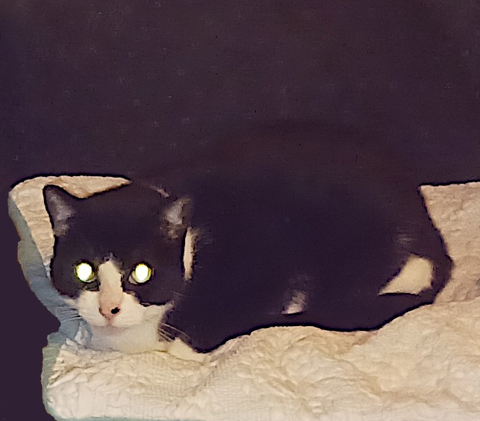 Trixie, a Pets Niagara sanctuary resident