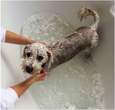 dogwash.jpg - 6968 Bytes
