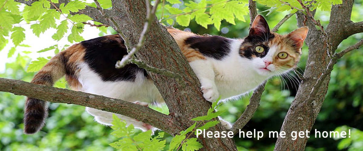 black and white cat stuck in a tree