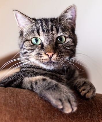 tabby cat laying on a brown plush pillow